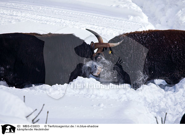 kmpfende Heckrinder / fighting cattles / MBS-03803