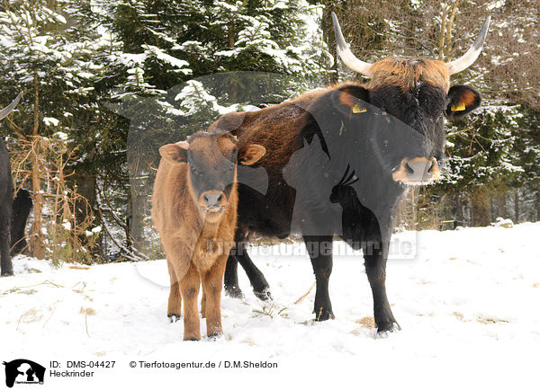 Heckrinder / cattles / DMS-04427