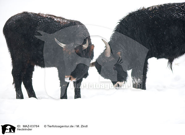 Heckrinder / cattles / MAZ-03764