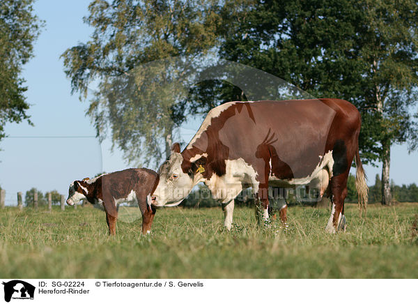 Hereford-Rinder / Hereford cattles / SG-02224