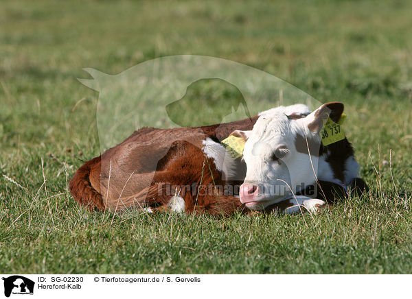 Hereford-Kalb / Hereford calf / SG-02230