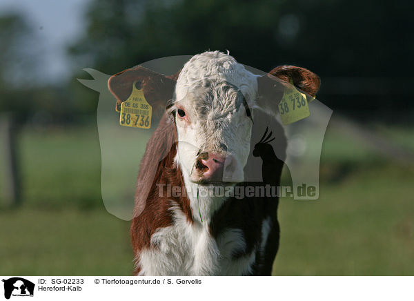 Hereford-Kalb / Hereford calf / SG-02233