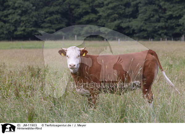 Hinterwlder-Rind / hinterwald cattle / JM-11903