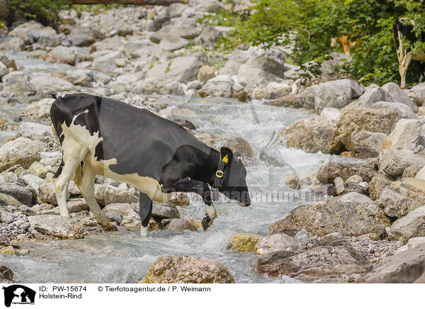 Holstein-Rind / Holstein cattle / PW-15674