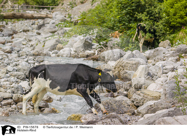 Holstein-Rind / PW-15678