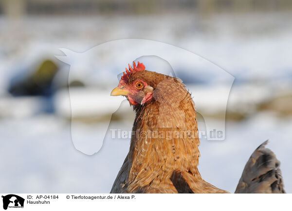 Haushuhn / domestic fowl / AP-04184