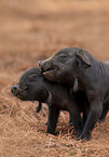 Iberische Schweine