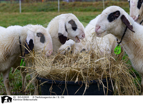 Krntner Brillenschafe / Carinthian sheeps / SO-02605