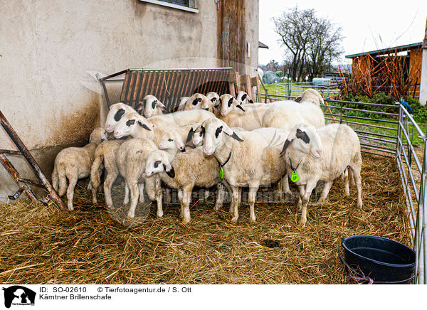 Krntner Brillenschafe / Carinthian sheeps / SO-02610