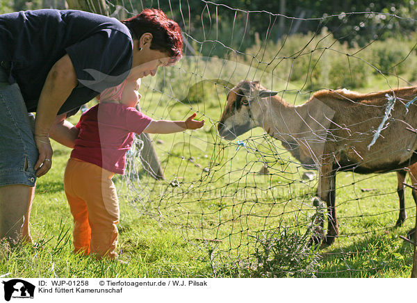 Kind fttert Kamerunschaf / child feeds sheep / WJP-01258