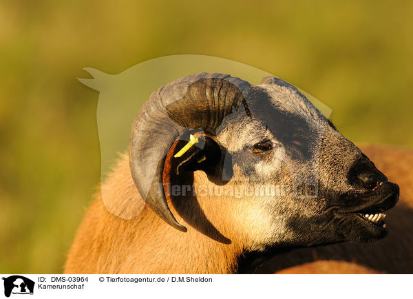 Kamerunschaf / sheep / DMS-03964