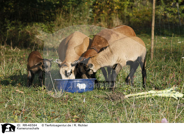 Kamerunschafe / sheeps / RR-46584
