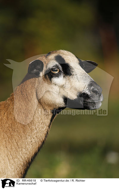 Kamerunschaf / sheep / RR-46618
