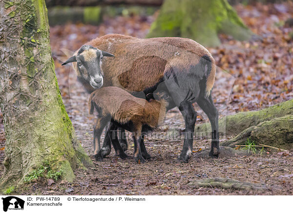 Kamerunschafe / Cameroon Sheeps / PW-14789