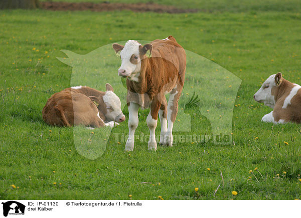 drei Klber / three calfs / IP-01130