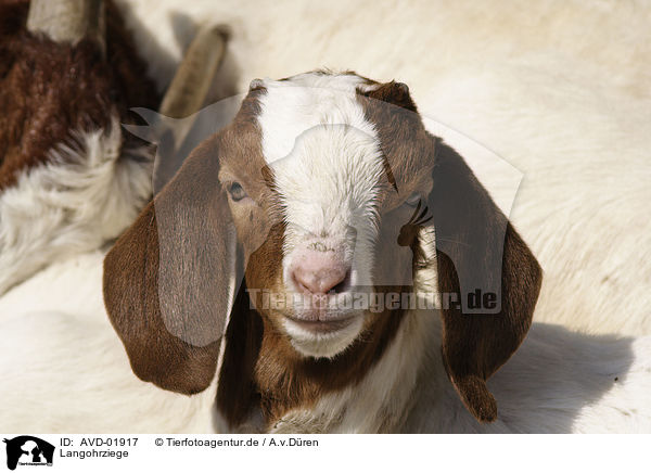 Langohrziege / goat / AVD-01917