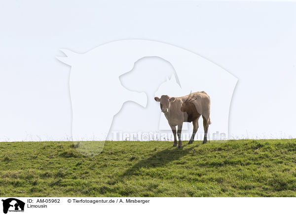 Limousin / Limousin Cattle / AM-05962