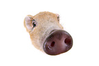 Microschwein