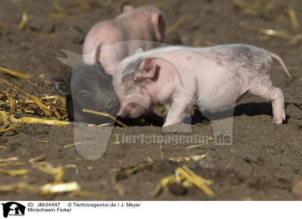 Minischwein Ferkel / Mini pig piglet / JM-04497