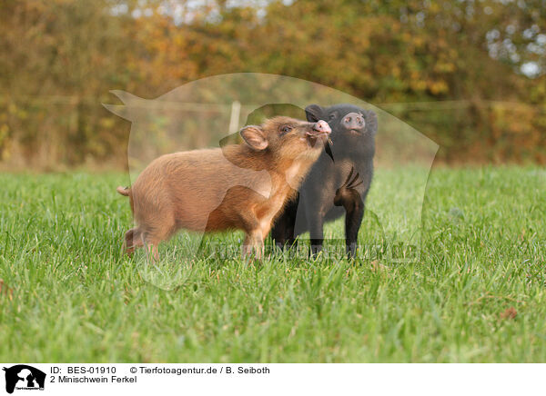 2 Minischwein Ferkel / BES-01910