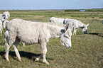 sterreich-ungarische weie Esel