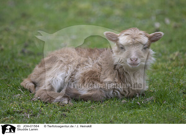 Skudde Lamm / Skudde Sheep lamb / JOH-01564