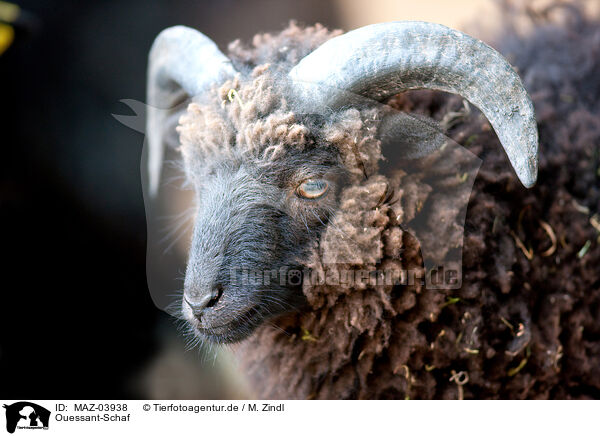 Ouessant-Schaf / Ushant sheep / MAZ-03938