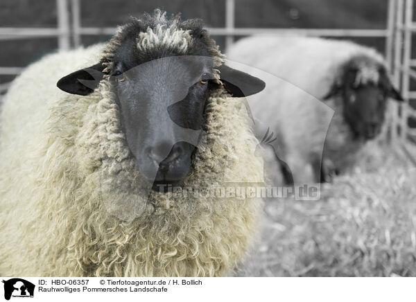 Rauhwolliges Pommersches Landschafe / Pomeranian coarsewool sheeps / HBO-06357