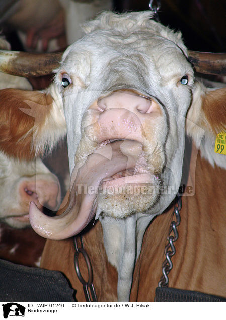 Rinderzunge / cow tongue / WJP-01240