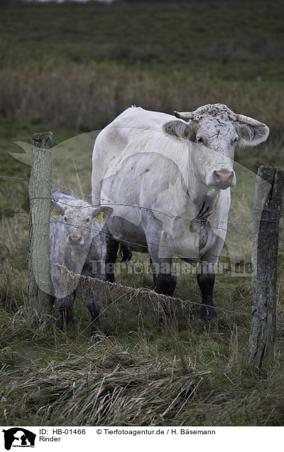Rinder / cattles / HB-01466
