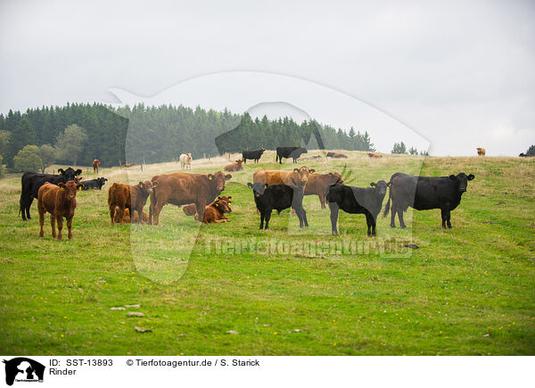 Rinder / cattle / SST-13893