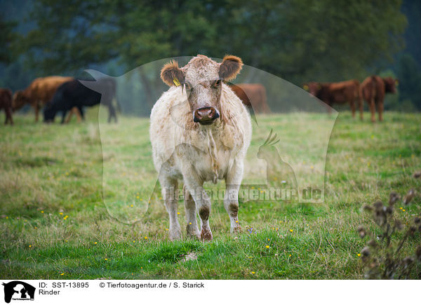 Rinder / cattle / SST-13895