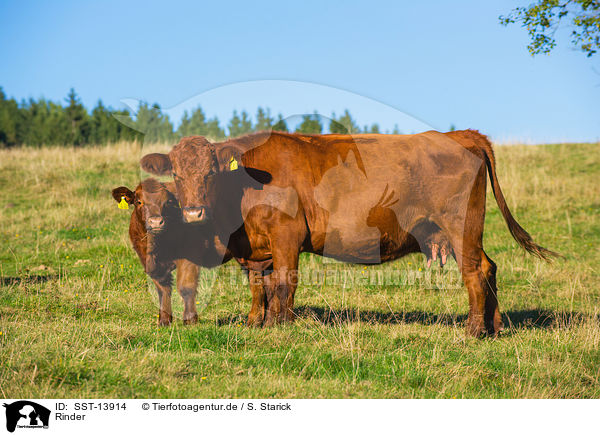 Rinder / cattle / SST-13914