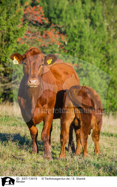 Rinder / cattle / SST-13919