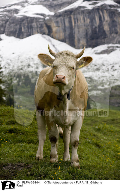 Rind / cattle / FLPA-02444