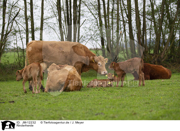 Rinderherde / herf of cattle / JM-12232