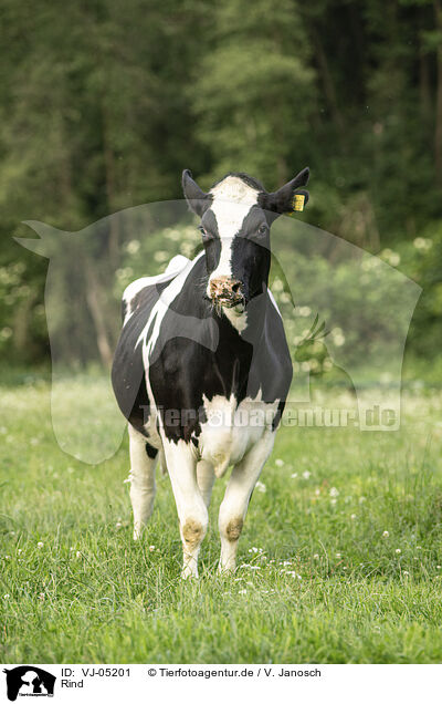 Rind / cattle / VJ-05201