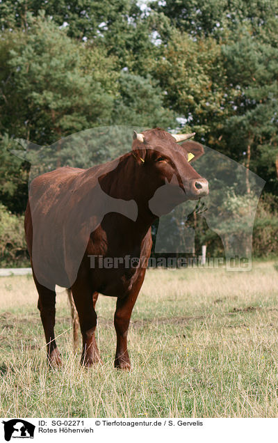 Rotes Hhenvieh / SG-02271