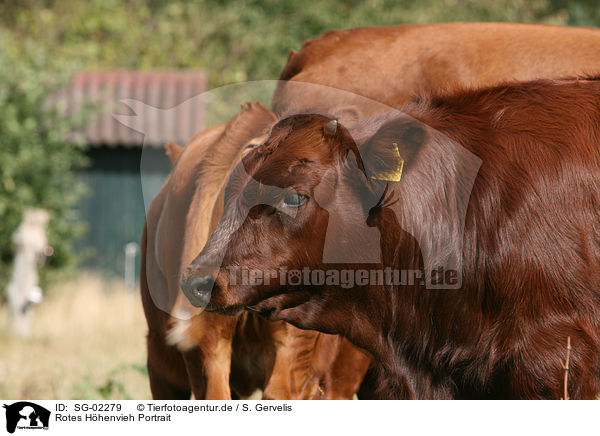 Rotes Hhenvieh Portrait / SG-02279