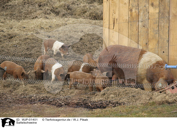 Sattelschweine / WJP-01401