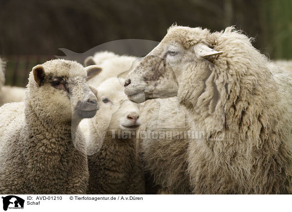 Schaf / sheep / AVD-01210