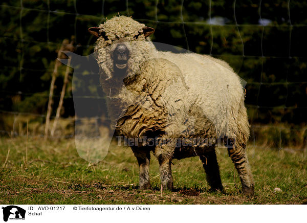 Schaf / sheep / AVD-01217