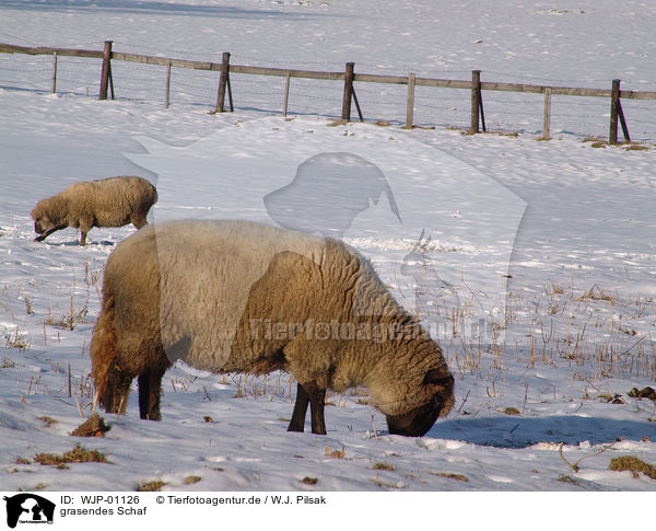 grasendes Schaf / grazing sheep / WJP-01126