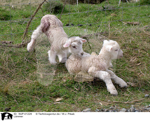 Lmmer / lambs / WJP-01226