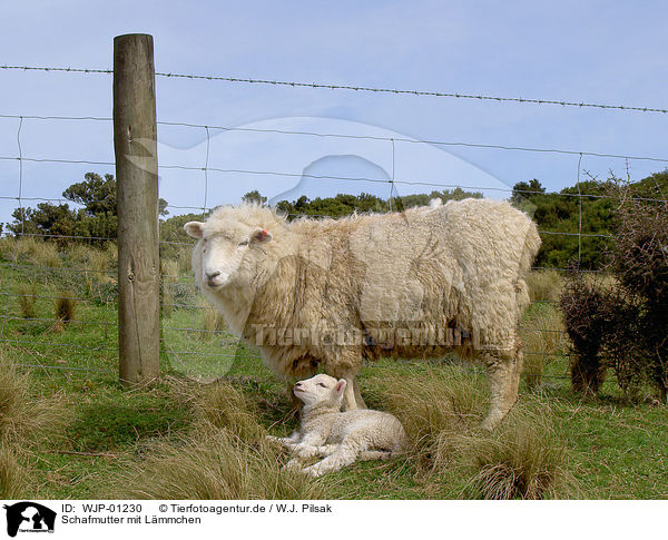 Schafmutter mit Lmmchen / sheep mother with lamb / WJP-01230