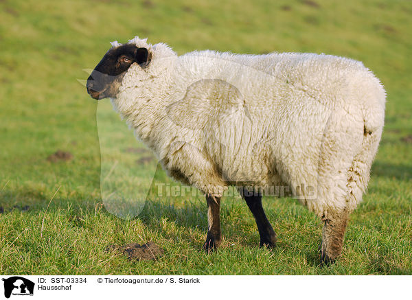 Hausschaf / sheep / SST-03334