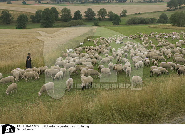 Schafherde / herd of sheeps / THA-01109