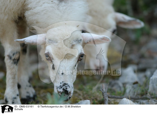Schafe / sheeps / DMS-03161