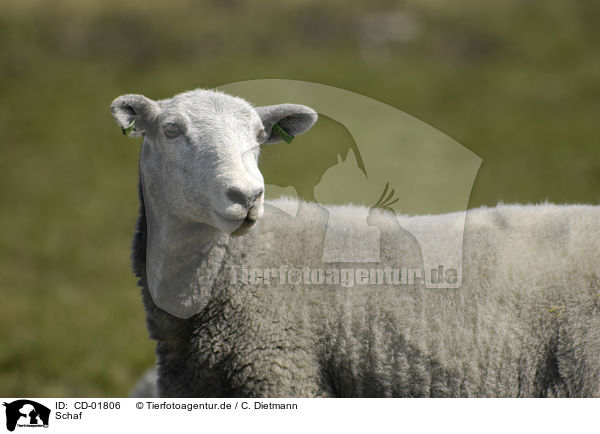 Schaf / sheep / CD-01806