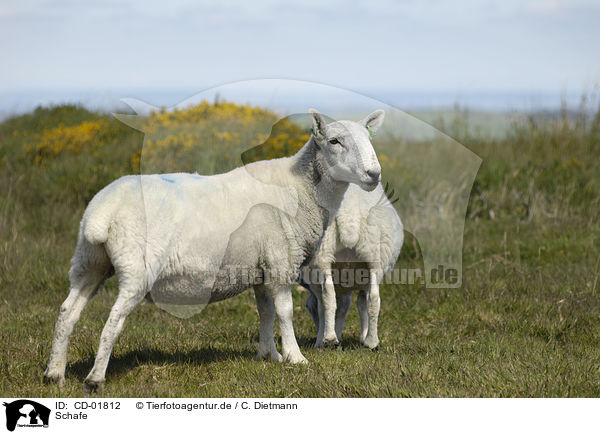 Schafe / sheeps / CD-01812